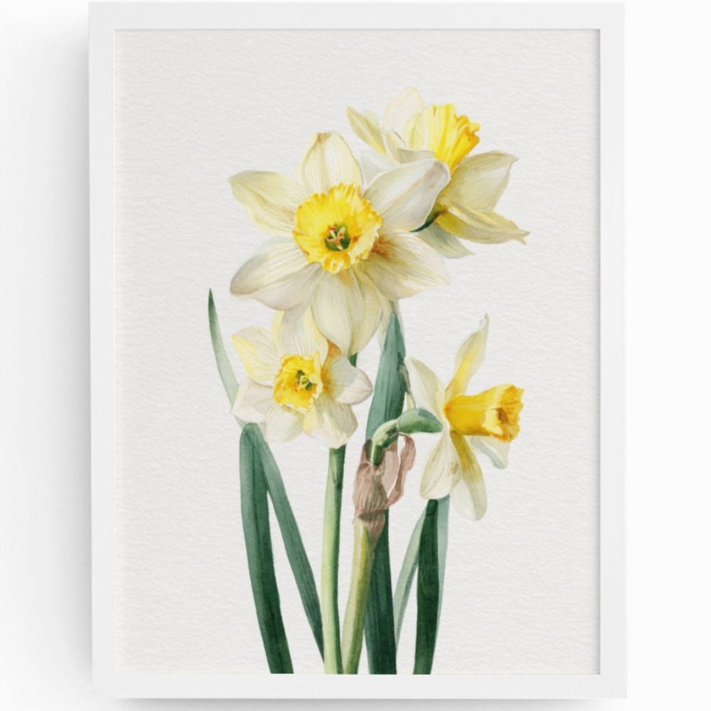 Watercolor Daffodils Flowers Wall Art Illustration Print Poster Unframed